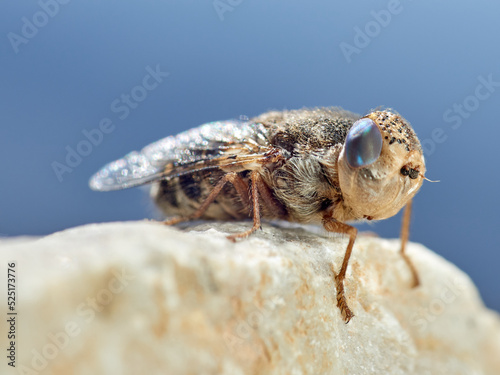 Sheep bot fly. Oestrus ovis 