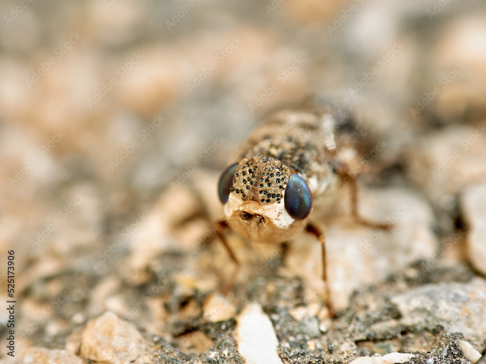 Sheep bot fly. Oestrus ovis Sheep bot fly. Oestrus ovis