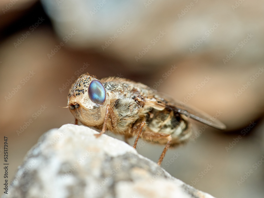 Sheep bot fly. Oestrus ovis Sheep bot fly. Oestrus ovis