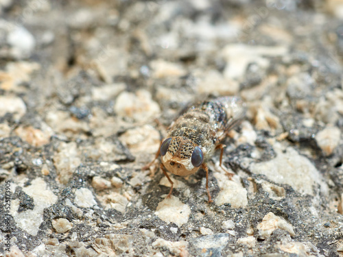 Sheep bot fly. Oestrus ovis 