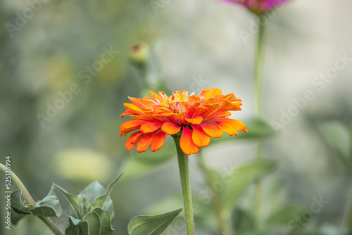 Billede på lærred orange zinnia flower