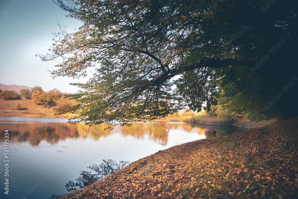 Obraz premium the lake shore is covered with yellow leaves in autumn