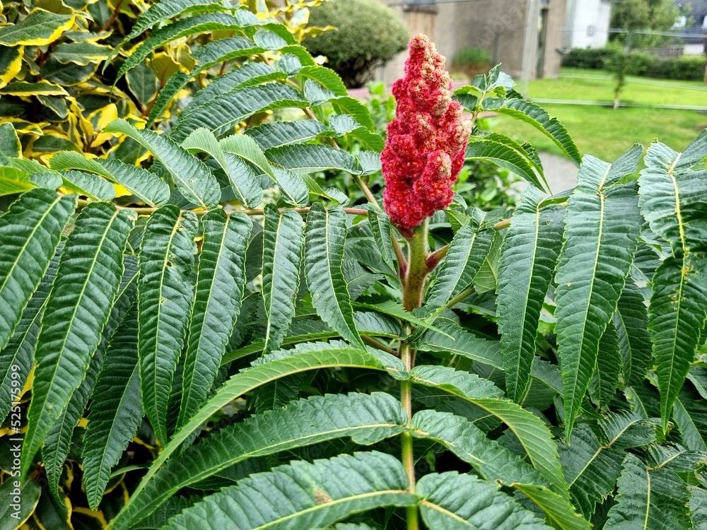 Fototapeta premium Rhus typhina, the staghorn sumac, is a species of flowering plant in the family Anacardiaceae,