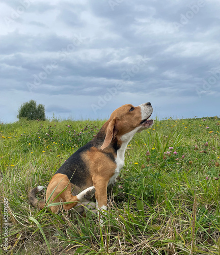 Barking beagle sitting on grass, side view