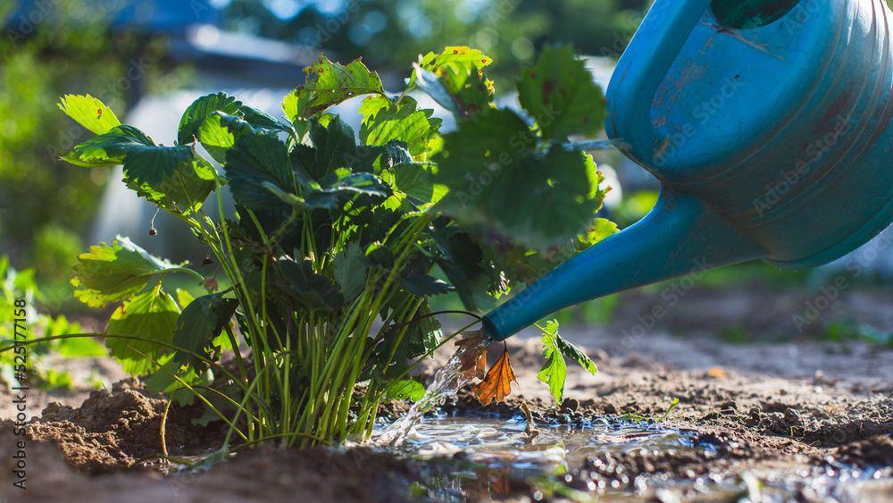 Watering vegetable plants on a plantation in the summer heat with a watering can. Gardening concept. Agriculture plants growing in bed row Watering vegetable plants on a plantation in the summer heat with a watering can. Gardening concept. Agriculture plants growing in bed row
