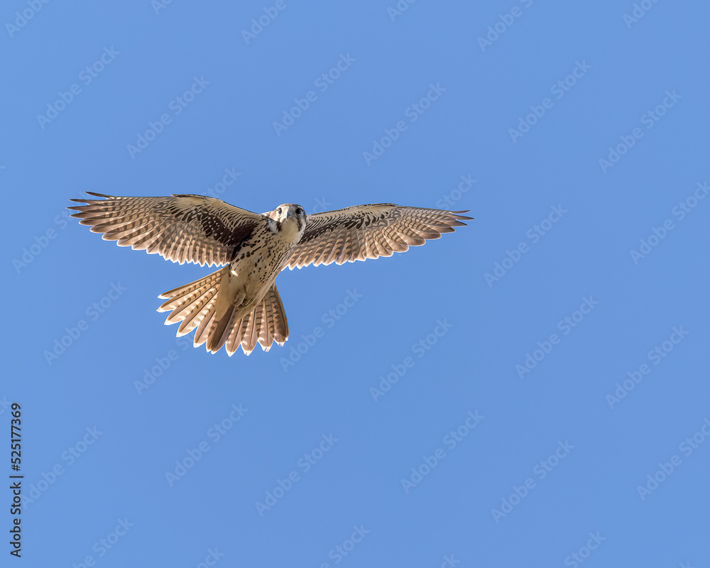 A Prairie Falcon glides in the morning air. A Prairie Falcon glides in the morning air.