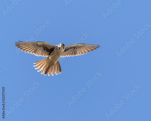 A Prairie Falcon glides in the morning air. © M. Leonard Photo