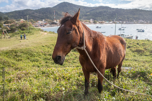 horse in the hills on the coast of brazil