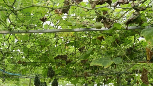 Raw butternut squash and passion fruit growing on cultivation ceiling in plantation