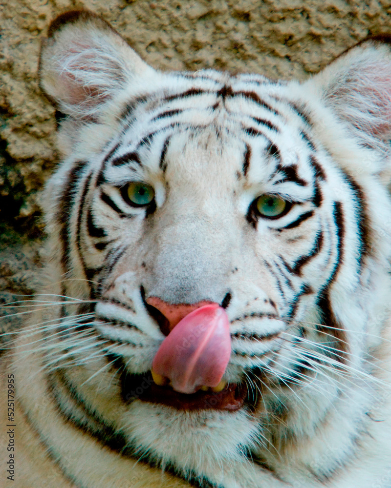 Naklejka premium White Bengal Tiger Tongue