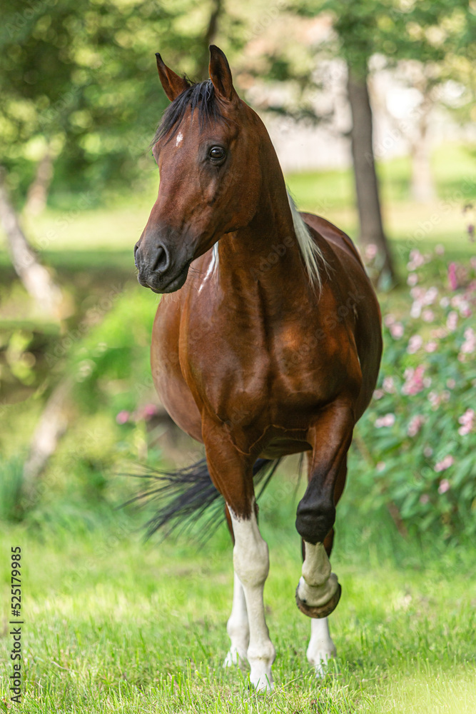 Portrait of a beautiful pinto arabian crossbreed horse on a pasture in summer outdoors Portrait of a beautiful pinto arabian crossbreed horse on a pasture in summer outdoors