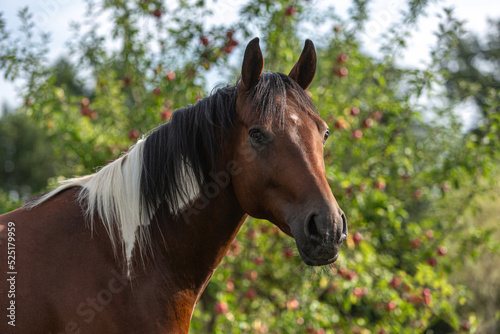 Portrait of a beautiful pinto arabian crossbreed horse on a pasture in summer outdoors