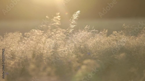 grass in the evening sun waving in the wind photo