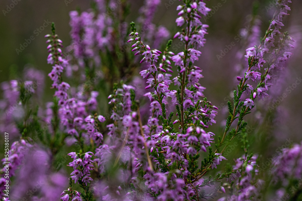 Obraz premium Close-up of delicate violet heathers (Calluna vulgaris) in forest. Blurry heathers in background and in the foreground. Wild nature. Selective focus.