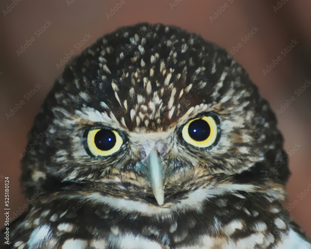 Fototapeta premium Burrowing Owl Headshot