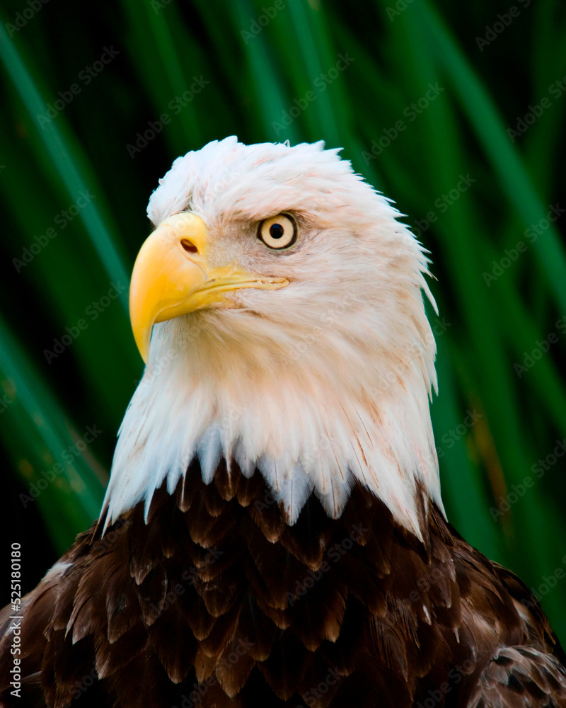 Obraz premium Majestic Bald Eagle 
