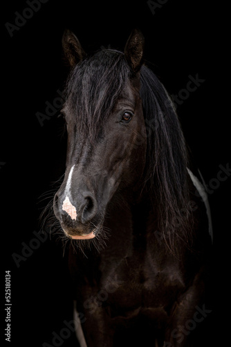 Head portrait of an elegant barock pinto horse mare on black background