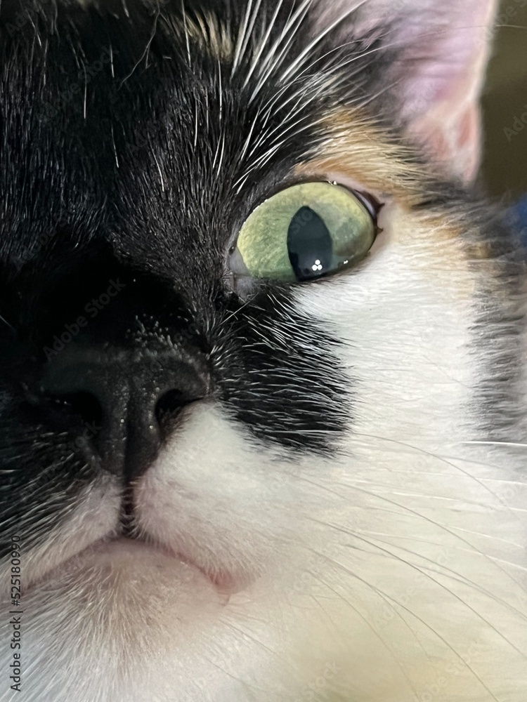 multicolored cat with big yellow eyes close-up multicolored cat with big yellow eyes close-up