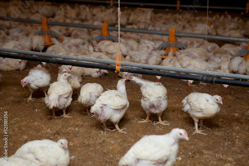 Fotografi Corral de engorde de gallinas.