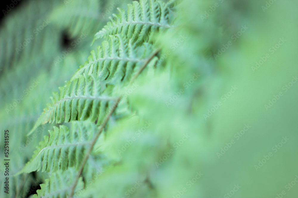Hoja verde de helechos tropicales de Guatemala, fondo de naturaleza abstracto con detalle de hojas.
