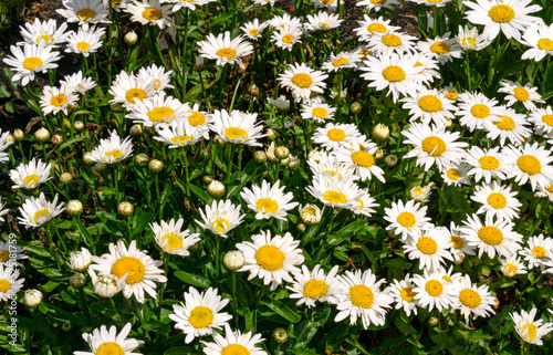 Blooming white daisies in a flower bed in the garden.