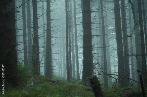 Nebliger Wald