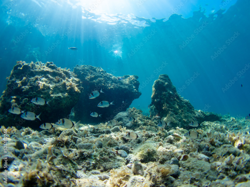 Fototapeta premium Clear waters in Greece with fishes. Mediterranean sea. Rocky bottom. Sunlight through the water.