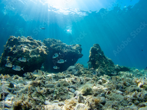 Clear waters in Greece with fishes. Mediterranean sea. Rocky bottom. Sunlight through the water.
