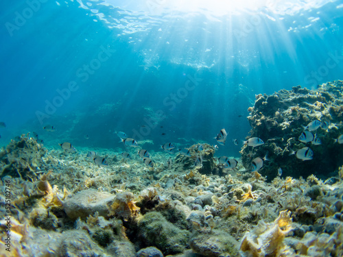 Clear waters in Greece with fishes. Mediterranean sea. Rocky bottom. Sunlight through the water.