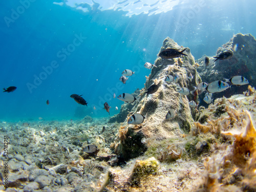 Clear waters in Greece with fishes. Mediterranean sea. Rocky bottom.