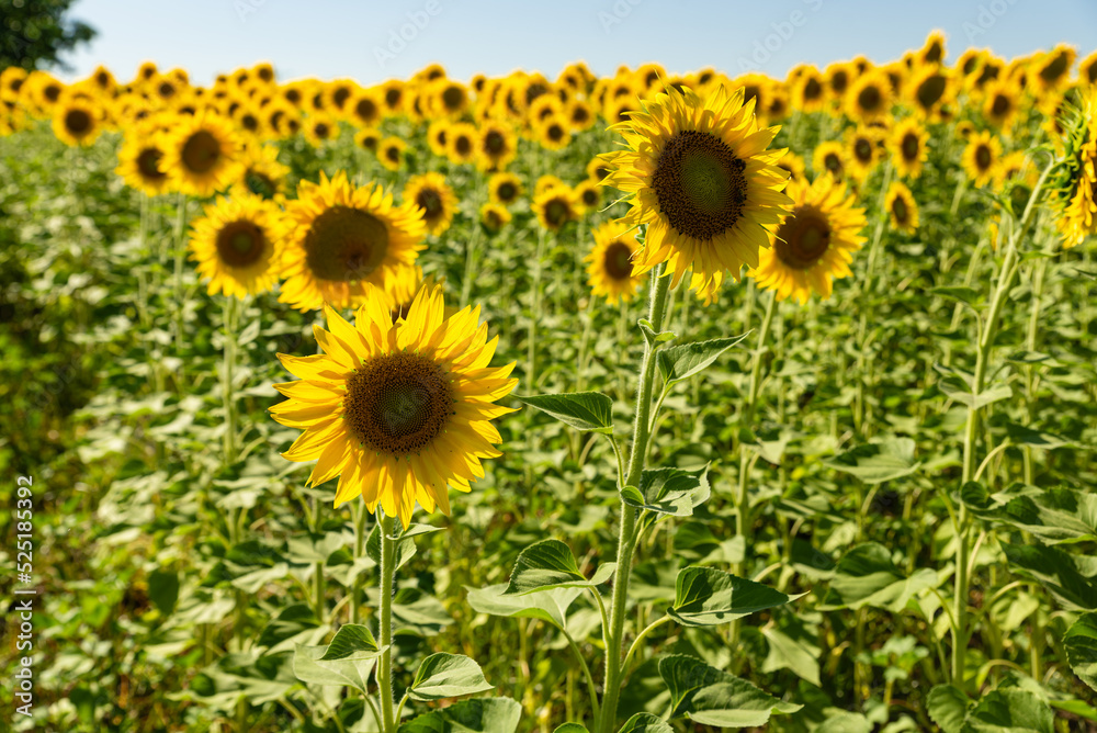 Obraz premium sunflower fields , yellow background 