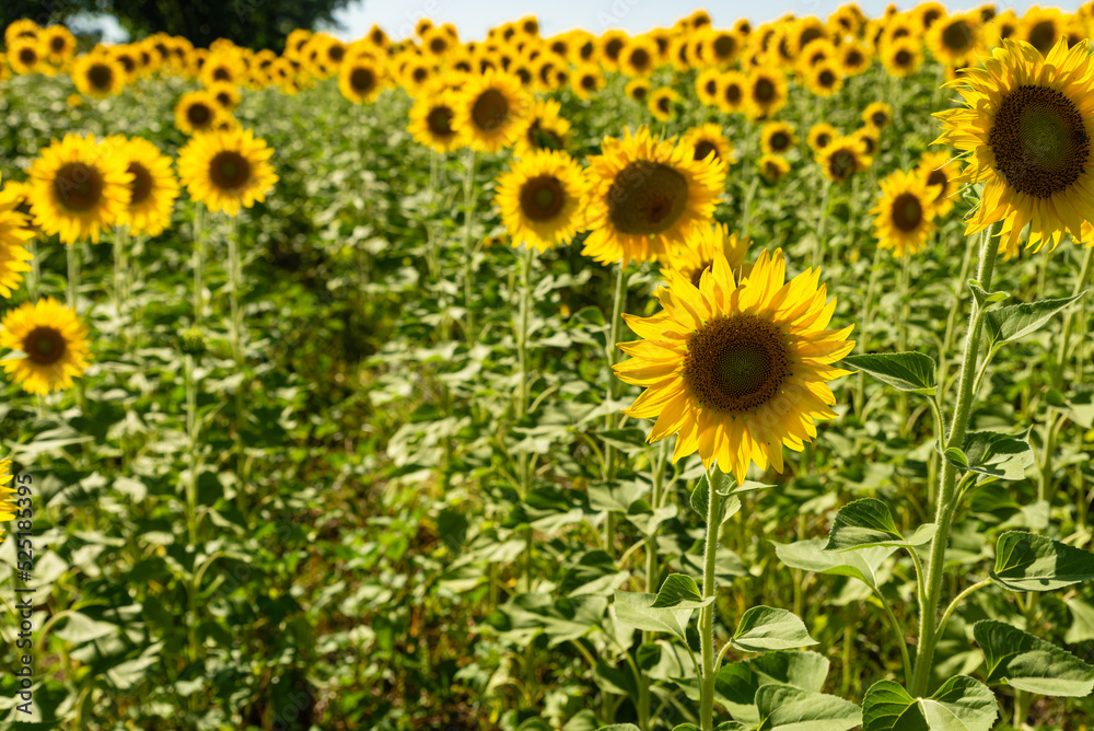 sunflower fields , yellow background 