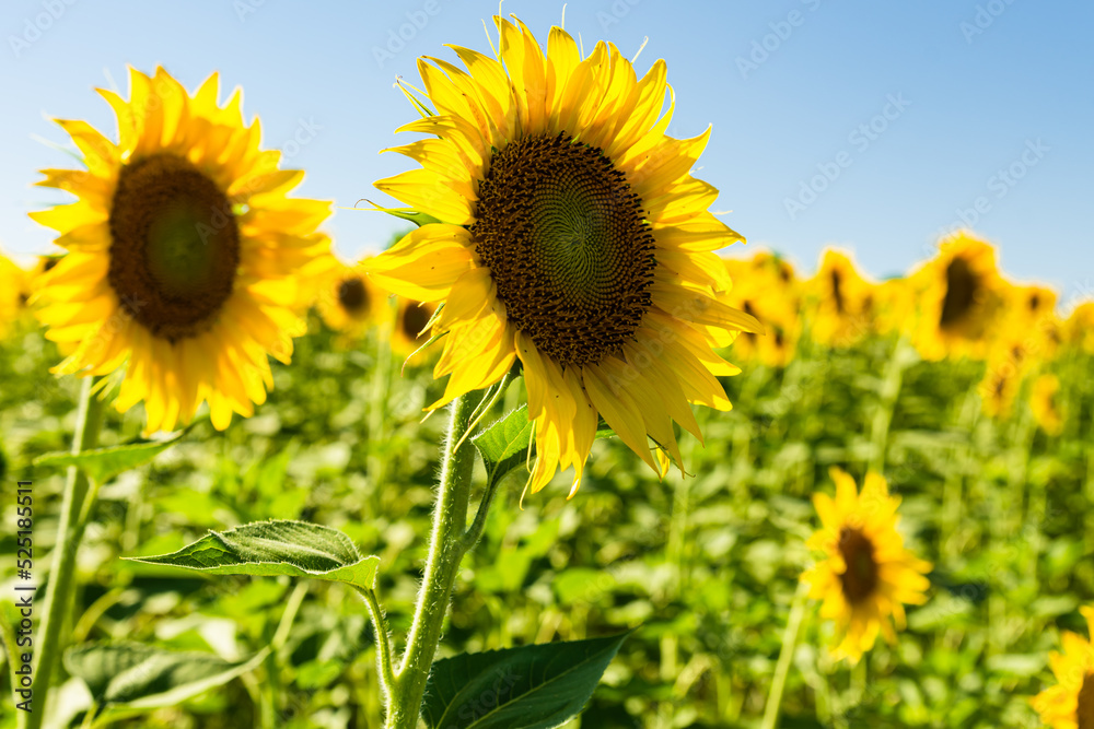 sunflower fields , yellow background sunflower fields , yellow background
