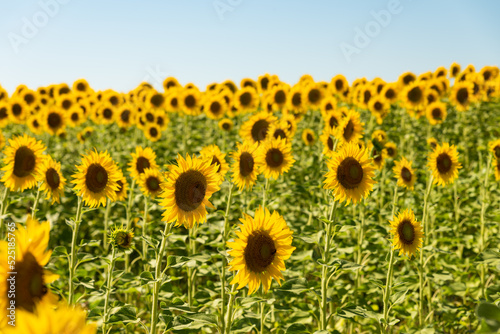 sunflower fields   yellow background 