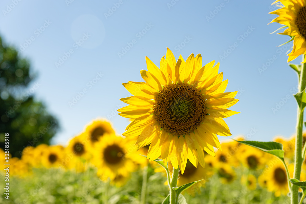 sunflower fields , yellow background sunflower fields , yellow background