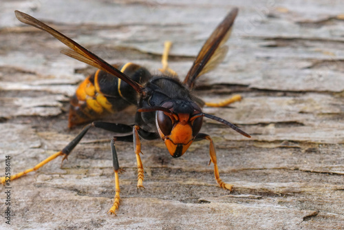 Closeup on a dark colored invasive worker Asian hornet , Vespa velutina sitting on wood photo