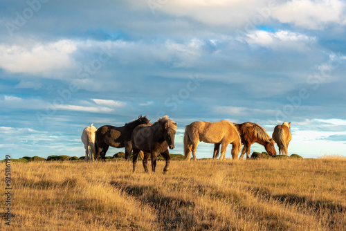 glückliche isländische Pferde auf der Wiese