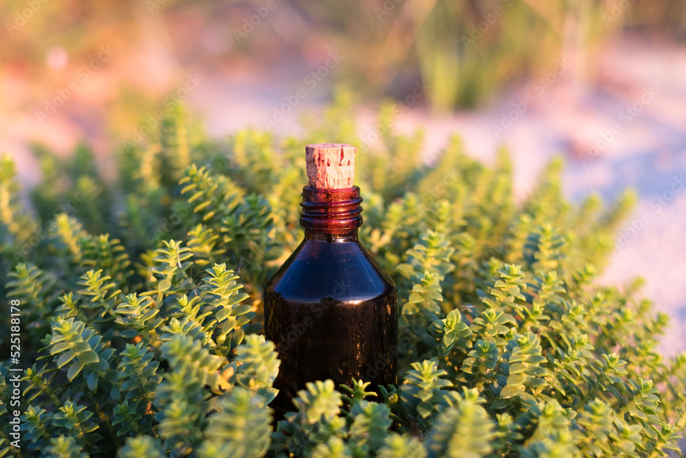 Essential oil bottle on green plant. Little brown medicine bottle in nature background. Organic CBD hemp oil. Essential oil bottle on green plant. Little brown medicine bottle in nature background. Organic CBD hemp oil.