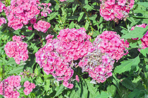 A group of blooming phlox paniculata in the garden. Paniculate phlox is a beautiful and fragrant perennial plant in the garden