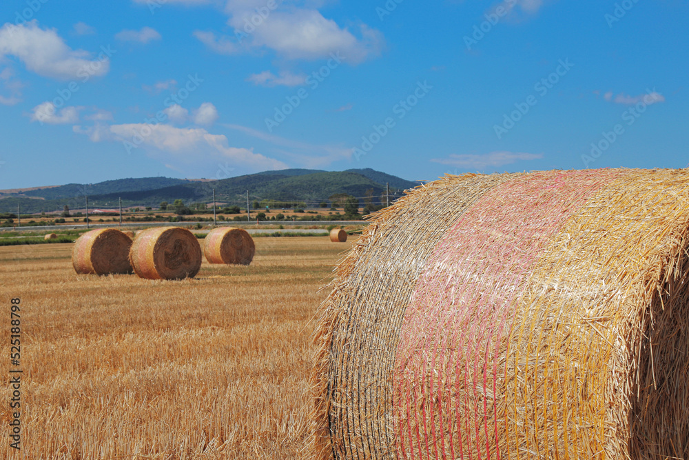Haystacks in the field after harvest. Dry straw on haystack field. Haystacks on agriculture field. Haystack harvesting