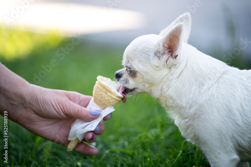 Pies rasy chihuahua częstowany lodami przez człowieka 