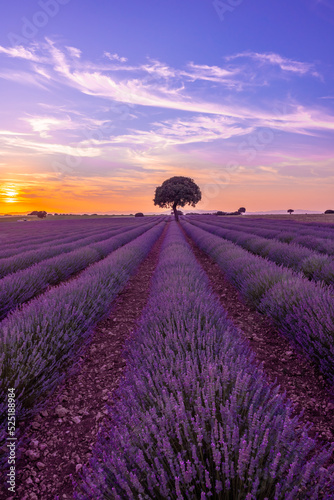 Lavender field at sunset with purple flowers, Brihuega. Guadalajara, Spain. vertical photo © unai