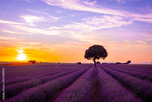 Natural landscape of a lavender field at sunset with the sun in the background, Brihuega. Guadalajara, Spain.