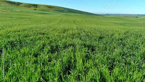 Rolling hills of the Palouse lead to Steptoe Butte in spring