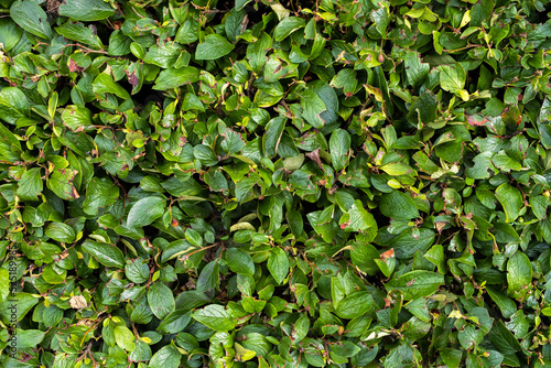Solid background of green leaves. Texture of trimmed green bush. Foliage background © 360VP