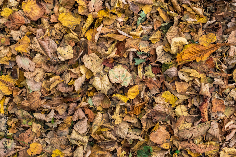 Background from colored autumn leaves. Solid background of colorful, orange leaves. Autumn Texture