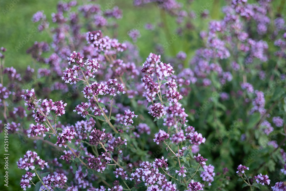 oregano in beautiful flower bed, selective focus oregano in beautiful flower bed, selective focus