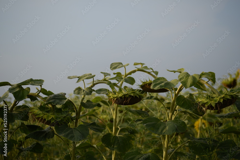 Obraz premium field of ripe sunflower heads, sunflower field close-up, sunflower field, ukrainian harvest field against the blue sky