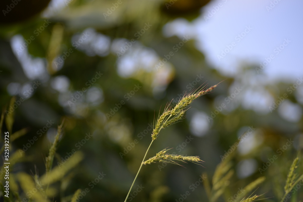 spikelets of cereals green wild field cereals field summer ears of ukraine beautiful poster background photo out of focus in high quality green meadow grass spikelets of cereals green wild field cereals field summer ears of ukraine beautiful poster background photo out of focus in high quality green meadow grass
