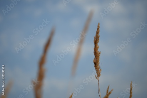 spikelets of cereal wheat field cereals field summer ears vertical photography flowers against the background of mallow ukraine beautiful poster background photo out of focus in high quality blue sky  © Анна Климчук